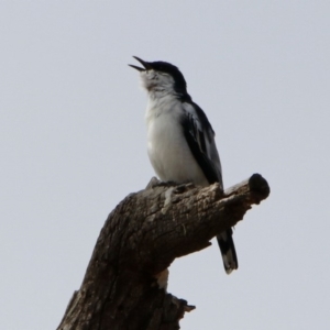 Lalage tricolor at Rendezvous Creek, ACT - 14 Oct 2019 11:31 AM