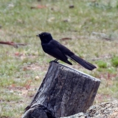 Rhipidura leucophrys (Willie Wagtail) at Rendezvous Creek, ACT - 14 Oct 2019 by RodDeb