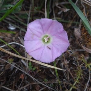 Convolvulus angustissimus subsp. angustissimus at Latham, ACT - 12 Oct 2019 01:03 PM