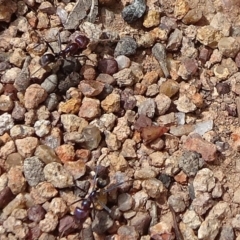 Iridomyrmex purpureus (Meat Ant) at Umbagong District Park - 12 Oct 2019 by JanetRussell