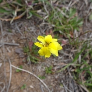 Goodenia pinnatifida at Latham, ACT - 12 Oct 2019