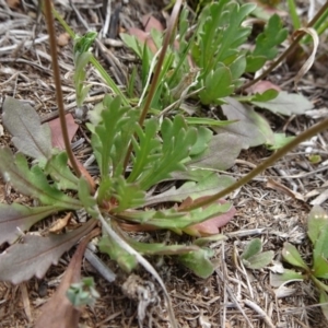 Goodenia pinnatifida at Latham, ACT - 12 Oct 2019