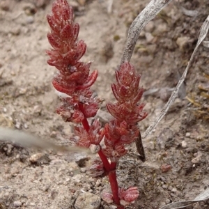 Crassula sieberiana at Macgregor, ACT - 12 Oct 2019 12:27 PM