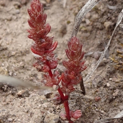 Crassula sieberiana (Austral Stonecrop) at Macgregor, ACT - 12 Oct 2019 by JanetRussell