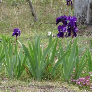 Iris germanica at Jerrabomberra, ACT - 16 Oct 2019