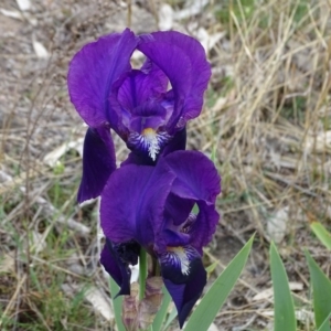 Iris germanica at Jerrabomberra, ACT - 16 Oct 2019