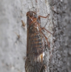Cixiidae sp. (family) at Hackett, ACT - 14 Oct 2019 10:02 AM