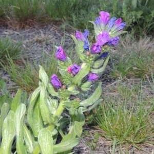 Echium plantagineum at Monash, ACT - 2 Oct 2019