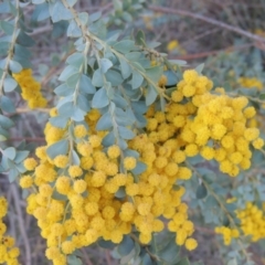 Acacia cultriformis (Knife Leaf Wattle) at Tuggeranong Creek to Monash Grassland - 2 Oct 2019 by michaelb