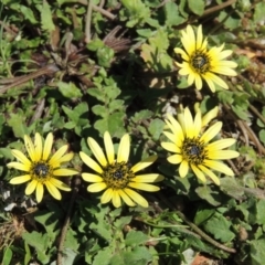 Arctotheca calendula (Capeweed, Cape Dandelion) at Point Hut to Tharwa - 9 Oct 2019 by MichaelBedingfield