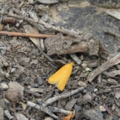 Eulechria electrodes (Yellow Eulechria Moth) at Acton, ACT - 13 Oct 2019 by dghewitt