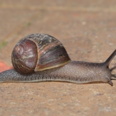 Cornu aspersum (Common Garden Snail) at Evatt, ACT - 16 Oct 2019 by Tim L