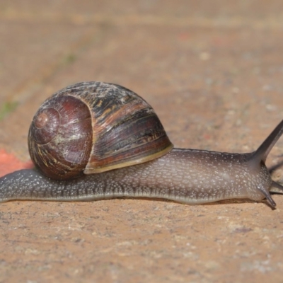 Cornu aspersum (Common Garden Snail) at Evatt, ACT - 17 Oct 2019 by TimL