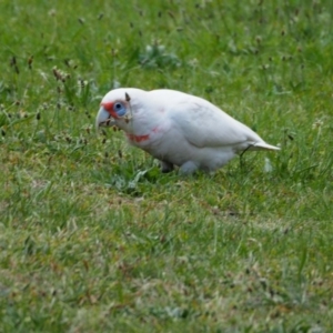 Cacatua tenuirostris at Belconnen, ACT - 17 Oct 2019