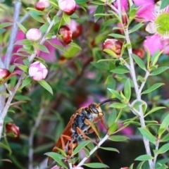 Tiphiidae (family) (Unidentified Smooth flower wasp) at Dignams Creek, NSW - 17 Oct 2019 by Maggie1