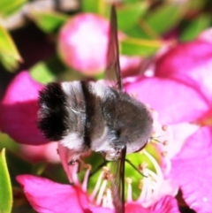 Meomyia sp. (Bee fly) at Dignams Creek, NSW - 16 Oct 2019 by Maggie1