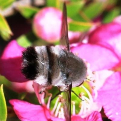 Meomyia sp. (Bee fly) at Dignams Creek, NSW - 16 Oct 2019 by Maggie1