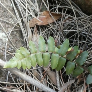 Pellaea calidirupium at Theodore, ACT - 17 Oct 2019 12:00 PM