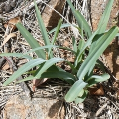 Arthropodium milleflorum (Vanilla Lily) at Theodore, ACT - 17 Oct 2019 by Owen