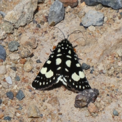 Periscepta polysticta (Spotted Day Moth) at Theodore, ACT - 17 Oct 2019 by owenh