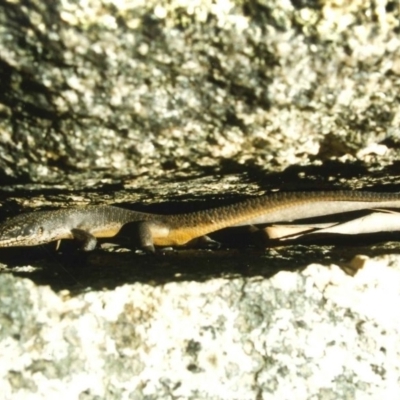 Egernia saxatilis (Black Rock Skink) at Namadgi National Park - 12 Oct 1997 by Jenjen