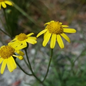 Senecio madagascariensis at Braddon, ACT - 17 Oct 2019