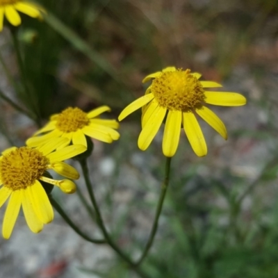 Senecio madagascariensis (Madagascan Fireweed, Fireweed) at Braddon, ACT - 17 Oct 2019 by Mike