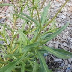 Senecio madagascariensis at Braddon, ACT - 17 Oct 2019