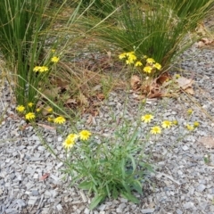 Senecio madagascariensis at Braddon, ACT - 17 Oct 2019