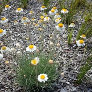 Rhodanthe anthemoides at Turner, ACT - 17 Oct 2019