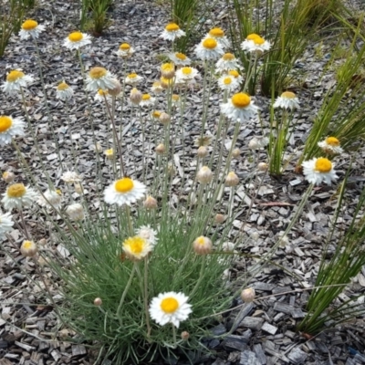 Rhodanthe anthemoides (Chamomile Sunray) at Turner, ACT - 17 Oct 2019 by Mike