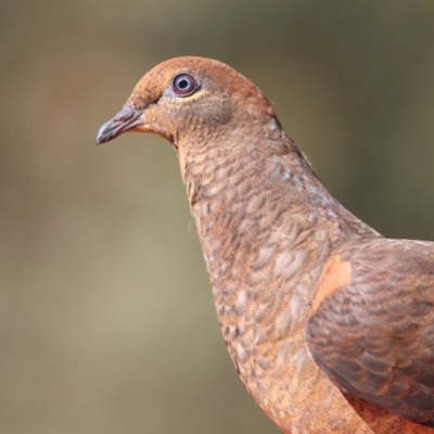 Macropygia phasianella (Brown Cuckoo-dove) at Merimbula, NSW - 16 Oct 2019 by Leo