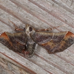 Gauna aegusalis (Pyraline moth) at Rosedale, NSW - 6 Oct 2019 by jbromilow50