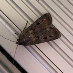 Agrotis infusa (Bogong Moth, Common Cutworm) at Reid, ACT - 17 Oct 2019 by JanetRussell