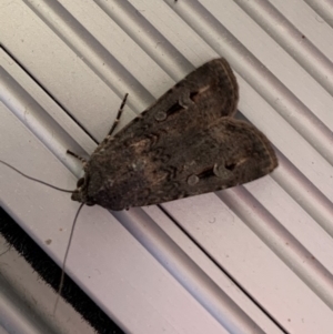 Agrotis infusa at Reid, ACT - 17 Oct 2019 06:35 AM