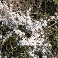 Gaudium multicaule (Teatree) at Nicholls, ACT - 15 Oct 2019 by Harrisi