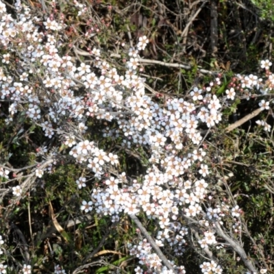 Gaudium multicaule (Teatree) at Nicholls, ACT - 15 Oct 2019 by Harrisi