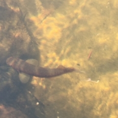 Galaxias olidus at Meryla State Forest - 17 Oct 2019 by ESP