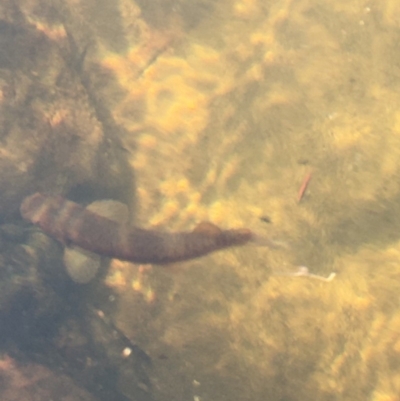 Galaxias olidus at Meryla State Forest - 17 Oct 2019 by ESP