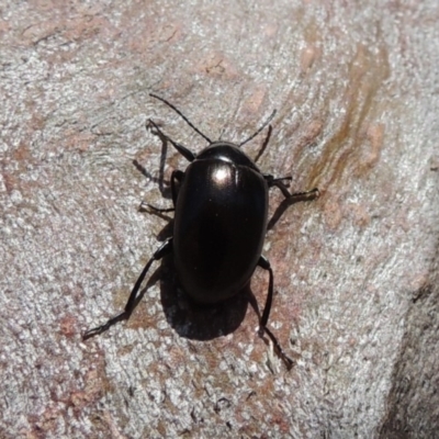 Chalcopteroides spectabilis (Rainbow darkling beetle) at Tharwa, ACT - 9 Oct 2019 by michaelb