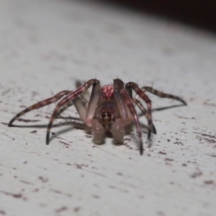 Araneidae (family) (Orb weaver) at Acton, ACT - 3 Oct 2019 by TimL