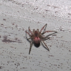 Araneidae (family) at ANBG - 3 Oct 2019 10:01 AM