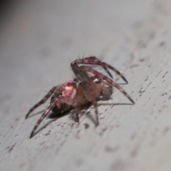 Araneidae (family) at ANBG - 3 Oct 2019 10:01 AM