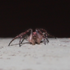 Araneidae (family) at ANBG - 3 Oct 2019 10:01 AM