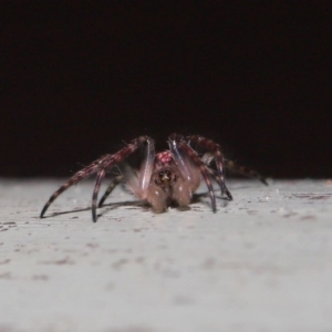 Araneidae (family) at ANBG - 3 Oct 2019 10:01 AM