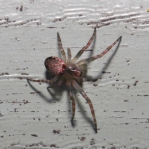 Araneidae (family) at ANBG - 3 Oct 2019 10:01 AM