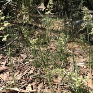 Poa pratensis at Aranda, ACT - 18 Oct 2019