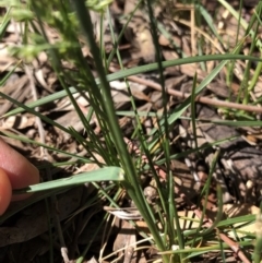 Poa pratensis at Aranda, ACT - 18 Oct 2019