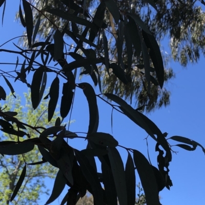 Eucalyptus rubida subsp. rubida (Candlebark) at Aranda, ACT - 18 Oct 2019 by Jubeyjubes
