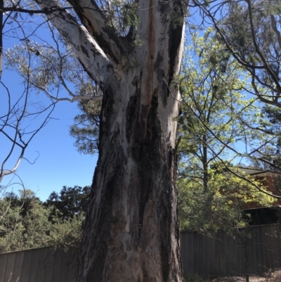 Eucalyptus sp. (A Gum Tree) at Aranda, ACT - 18 Oct 2019 by Jubeyjubes